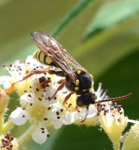 Réf. 260 112 : Nomada melathoracica